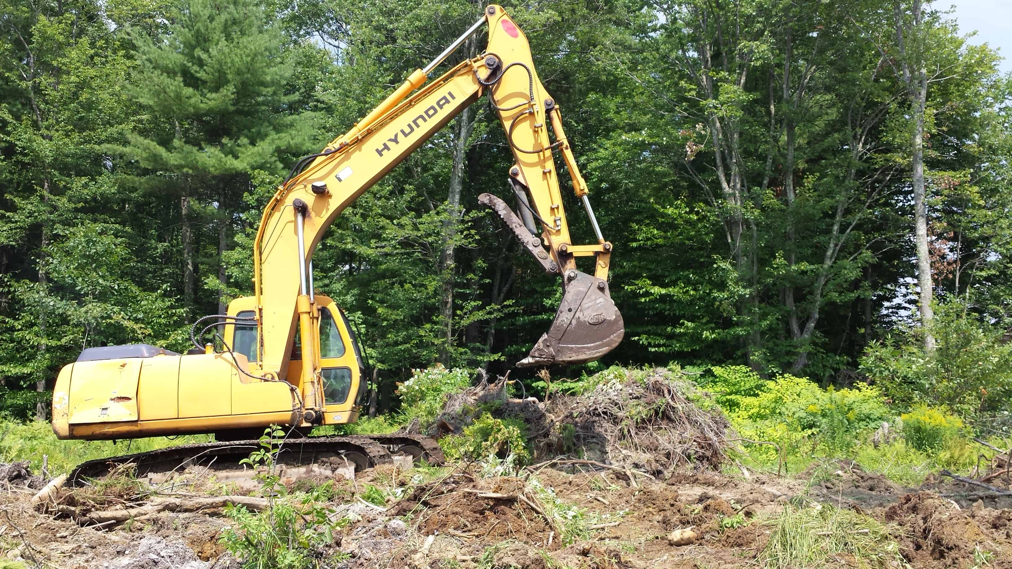 Northeast tree and stump removal rich driscoll